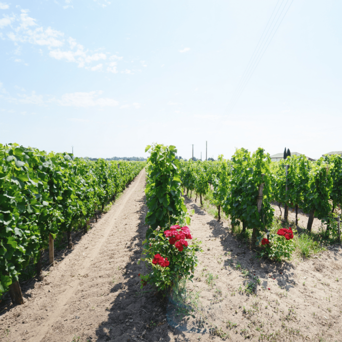 Vignes